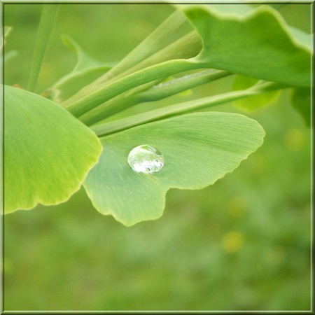 goutte