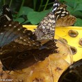 Morpho peleides • Morpheidae • Costa Rica - les ailes fermées à la mangeoire