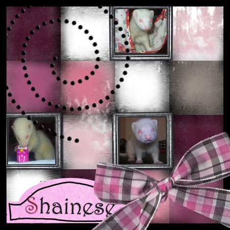 shainese