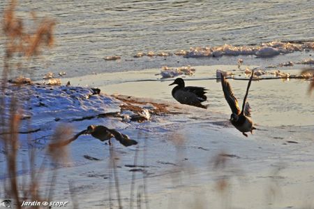 Envol-des-canards