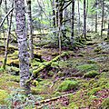 Les sapins d'Issaux sur dalles calcaires au Cournau...