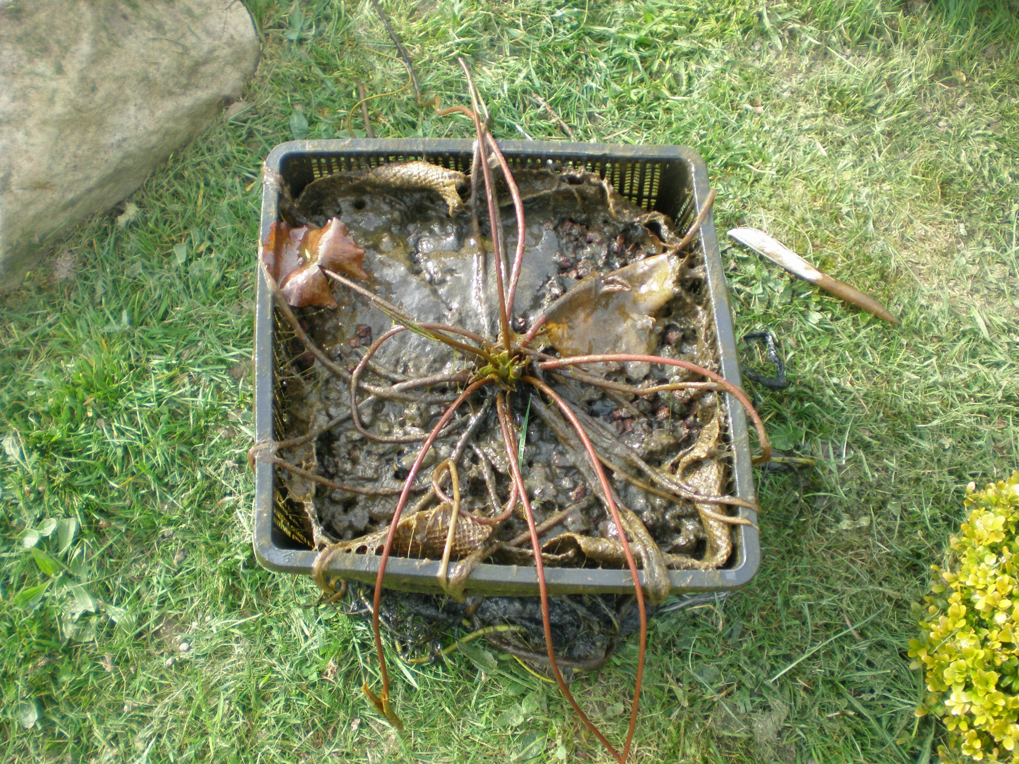 FIN DU NETTOYAGE AU BASSIN - BOUTURES DE REVES : LE JARDIN DE SOPHIE FIN DU NETTOYAGE AU BASSIN - BOUTURES DE REVES : LE JARDIN DE SOPHIE