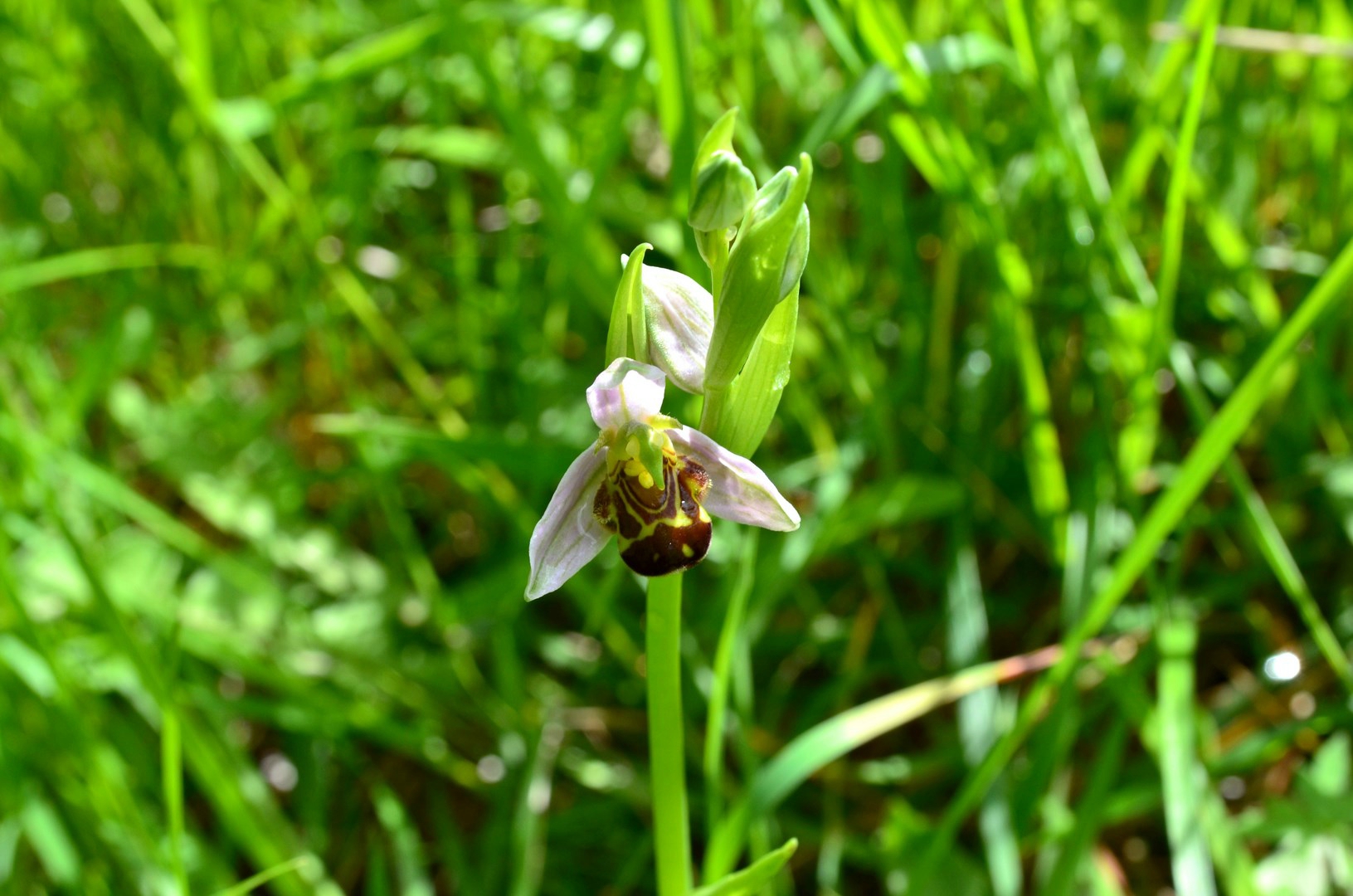ophrys abeille, ophrys apifera...
