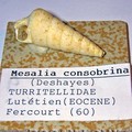 MESALIA CONSOBRINA 60.FERCOURT