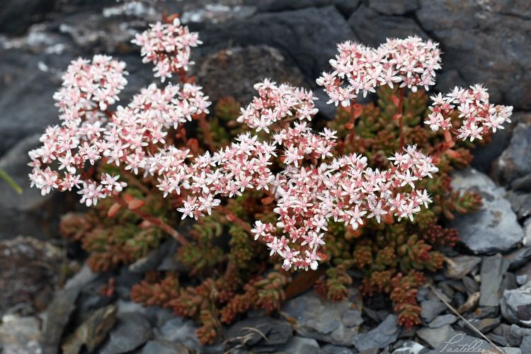 Saxifrages_cailloux