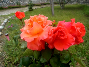 DSCN1934