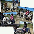 Lundi 25 avril 2016 - poneys