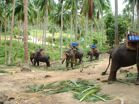 thai_trek2_1024