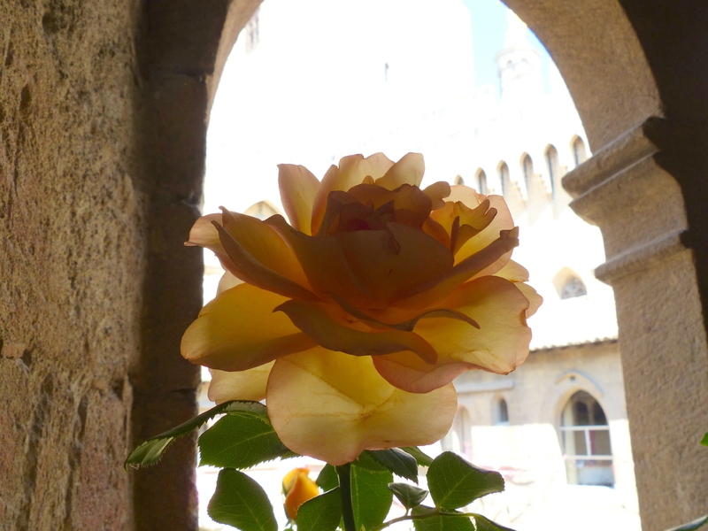 Avignon-rose-cloître