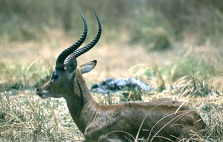 CAMEROUN_1970_Cob_de_Guffon_n_1