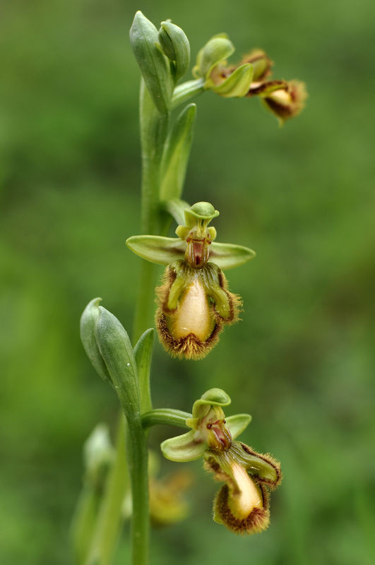 _DSC0251_Ophrys_ciliata_hypochrome