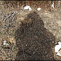 INFESTATION____A__LA_MERDE___TOUT_LE_LONG___DU__LITTORAL____CORSE_