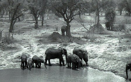 CAMEROUN_1970_Ele_phant_n_4