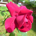 Rose 'Red parfum'