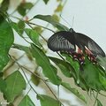 Papilio polytes (♂) • Papilionidae • Philippines