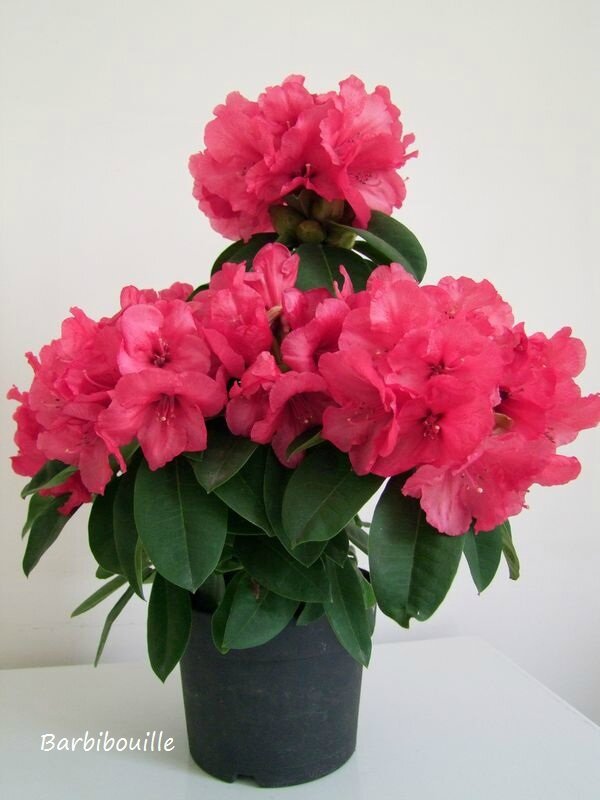 rhodo20 Avril14