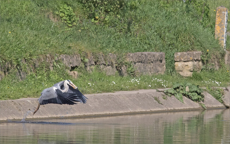 Ville oiseau héron pêche 3 promeneuse 010420