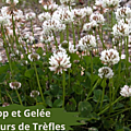 40 TREFLES(1)SIROP ET GELÉE DE FLEURS DE TREFLE
