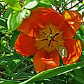 Le printemps rythme la symphonie des tulipes