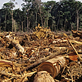 Sauvons l'amazonie et ses forêts avec avaaz.org et sa petition a signer