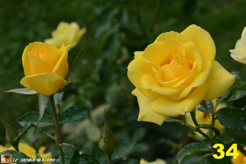 34-Concours international de roses d'Orléans 2016