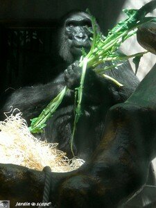 6692_Singe