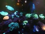 Aquarium-Coraux-phosphorescents-1-850x638