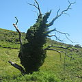 Artzamendi, un arbre (64)