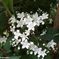 Délicates fleurettes blanches