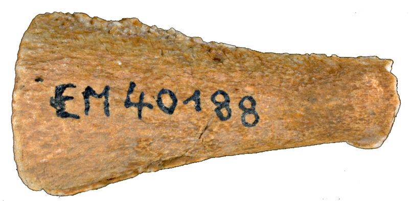 Hemicidaris crenularis EM40188r