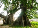 arbres_20sacres