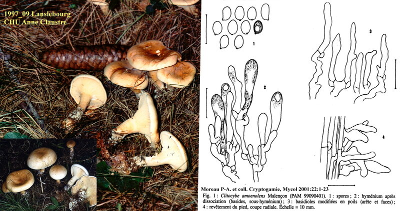 Clitocybe_amoenolens_1997_09_mont