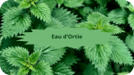 1 ortie(1)Eau d'Ortie-modified