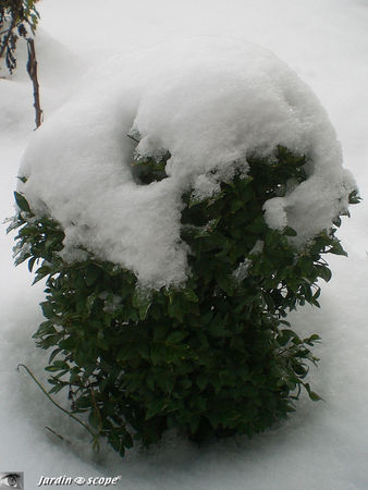 Buxus_sempervirens