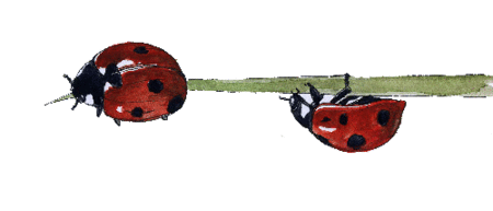 sablier_coccinelles
