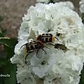Droles de bestioles...