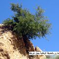 gafsa raouf kaabachi (10)