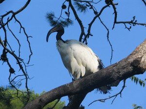 Ibis_sacr__2