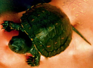 2tortues2