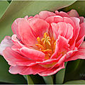 Couleur tulipe