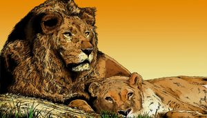lion3