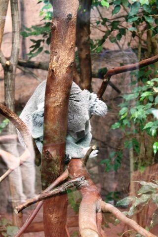 Koala en pleine action ©Kid Friendly