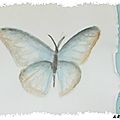 ART 2017 08 papillon aquarelle 7