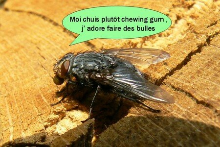 mouchebulle