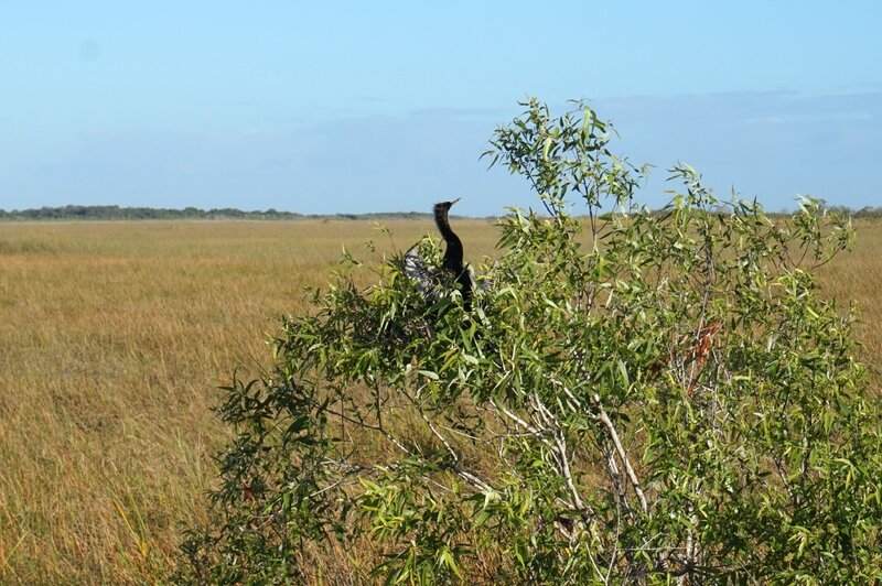 Everglades (37)