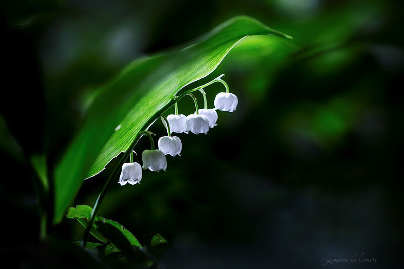wb_Muguet sous bois_20180425_0692