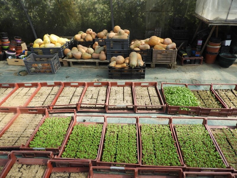 Les courges et les plants !