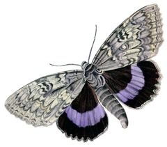 Butterfly vintage image graphicsfairy004b