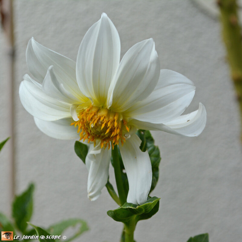 Dahlia-Inocence