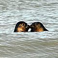 deux petits phoques à Cayeux sur Mer